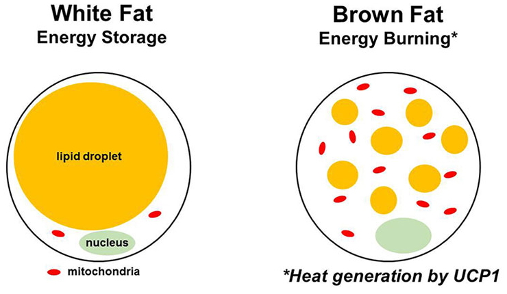 Brown fat cell vs white fat cell.