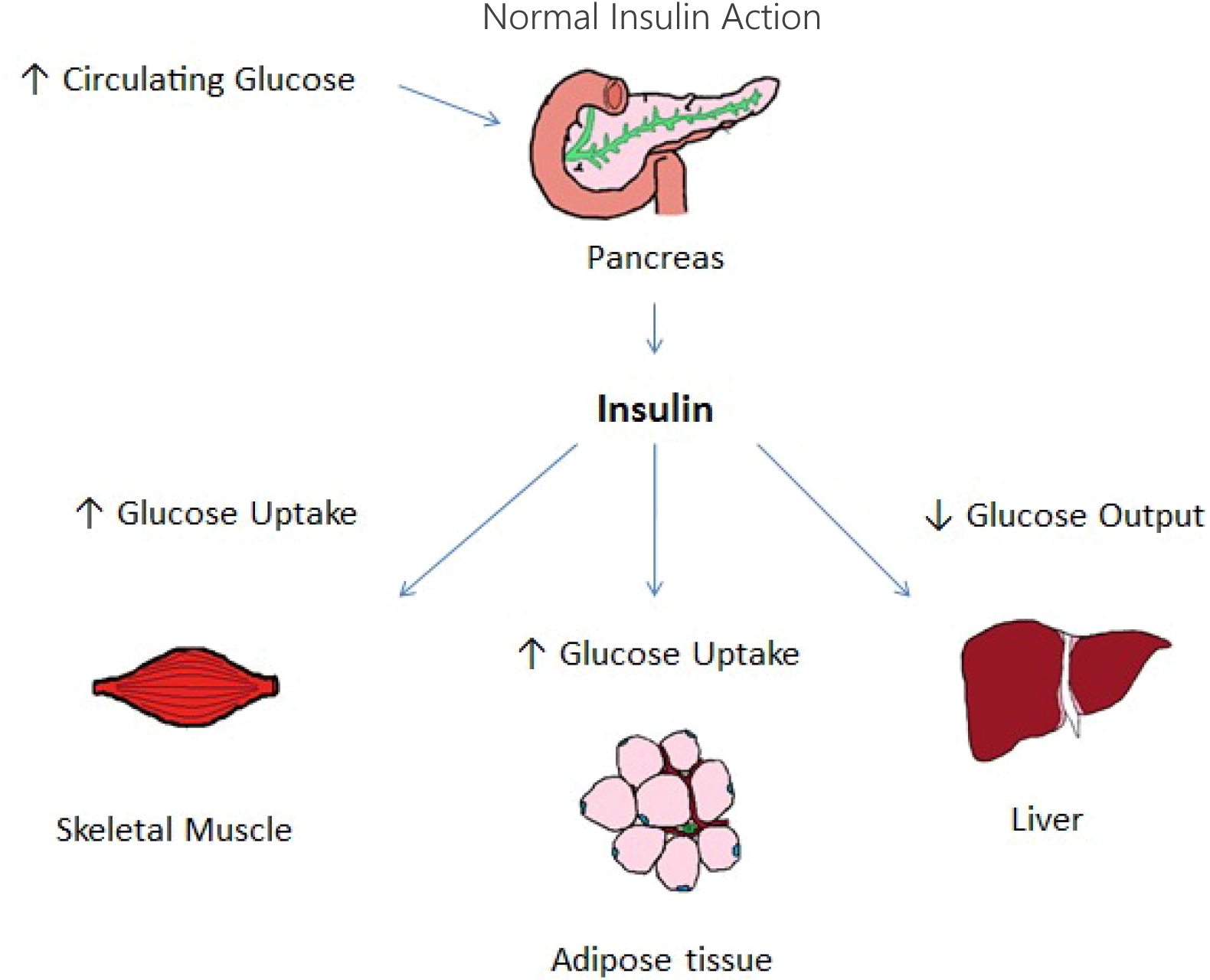 Normal insulin action.